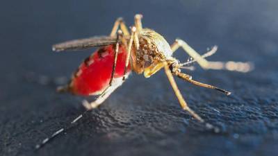Ученый рассказал о передающихся через укусы комаров заболеваниях