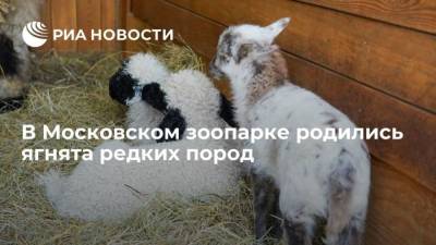 В Московском зоопарке родились ягнята редких пород