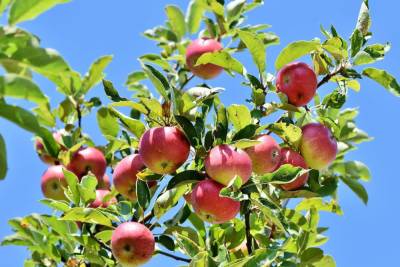 Аграрии ЛНР планируют высадить 50 гектаров фруктовых садов