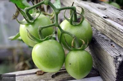 Опытный садовод дал советы дачникам, как не потерять урожай помидоров