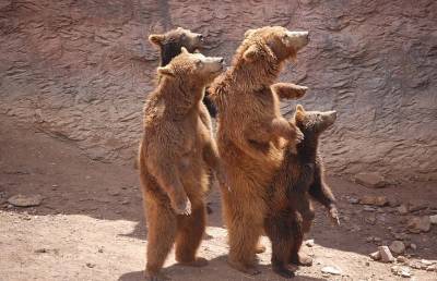 Семь медведей пришли на вечеринку у бассейна, поплескались и попали на видео - grodnonews.by - штат Теннесси