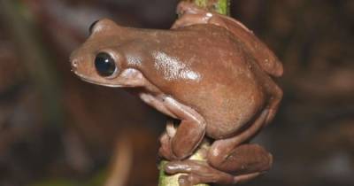 Ученые обнаружили в Новой Гвинее необычную “шоколадную лягушку”