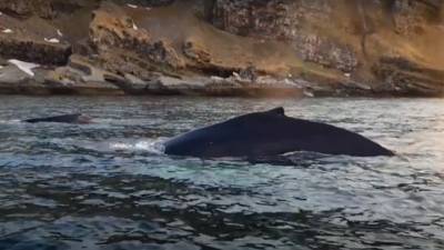 Горбатые киты отведали мойву у берегов Кольского полуострова