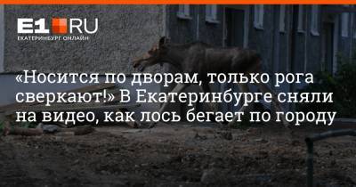 «Носится по дворам, только рога сверкают!» В Екатеринбурге сняли на видео, как лось бегает по городу