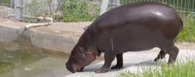 Карликовых бегемотов в Ростовском зоопарке перевели в уличные вольеры