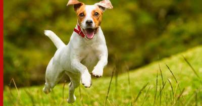 Как узнать, что у собаки все хорошо: 6 признаков полного счастья