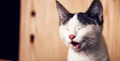 Смотреть самые уморительные видеоприколы и смешные картинки с котами 30 мая, которые заставят вас хохотать - фото и видео - ТЕЛЕГРАФ