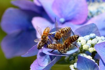 Привлекаем пчел на участок: как и зачем это делать? - grodnonews.by - Экология