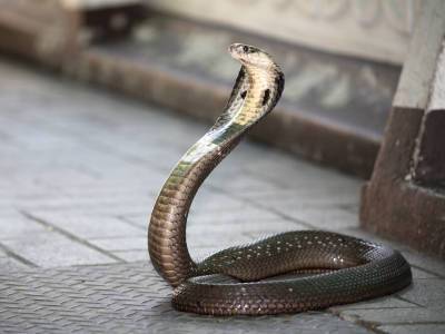 В Индии мужчина съел ядовитую змею, чтобы защитить себя от коронавируса - gordonua.com - Индия