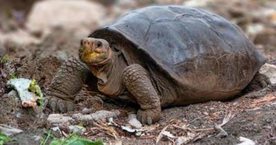 Вымершую 100 лет назад гигантскую черепаху нашли живой на Галапагосах