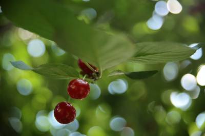 Ароматы лета: как заготавливать листья садовых растений для чая