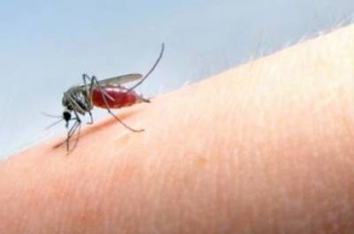 Как избавиться от комаров: народные средства, которые работают
