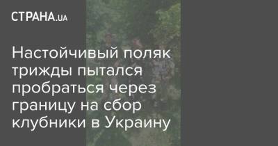 Настойчивый поляк трижды пытался пробраться через границу на сбор клубники в Украину - strana.ua