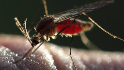 Энтомолог Гниненко назвал заболевания, которые можно "подхватить" от комаров