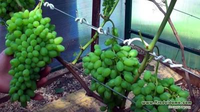 Какая теплица нужна для выращивания винограда в ней?