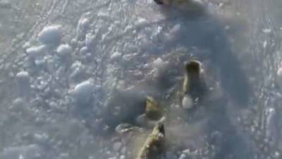 Белых медведей, резвящихся среди жидкого льда, снял дрон на видео