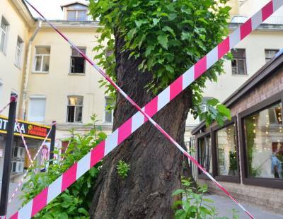 Тёмные аллеи: как деревья влияют на стоимость петербургской недвижимости