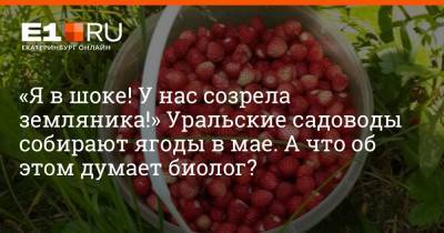 «Я в шоке! У нас созрела земляника!» Уральские садоводы собирают ягоды в мае. А что об этом думает биолог?