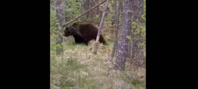 Большущий медведь гуляет у родника в городе на севере Карелии (ВИДЕО)