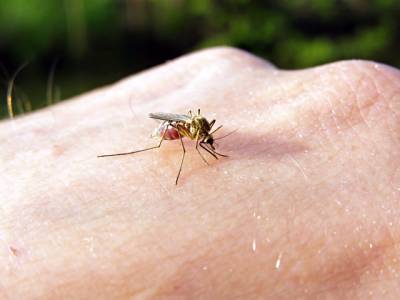 Российский ученый рассказал о передающихся через укусы комаров заболеваниях