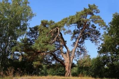 360-летняя сосна из Карелии может стать деревом года