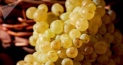 Контроль за качеством винограда ужесточен в Грузии