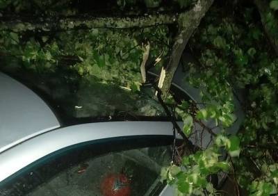 В Горроще дерево рухнуло на машину