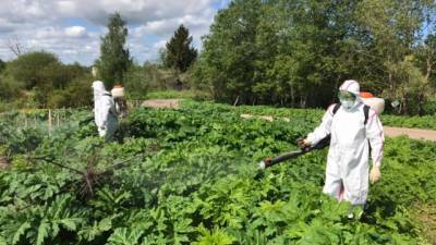 В Ленобласти началась обработка полей от борщевикаа