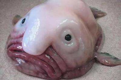 Рыба с лицом человека: Рыба-капля стала талисманом британского Общества охраны уродливых животных