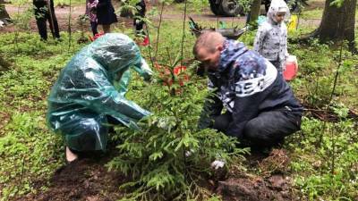 Петрозаводчанин не нашел 240 елей, которые высадили в городском парке