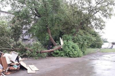 Из-за урагана на Московском шоссе в Рязани упавшее дерево оборвало провода
