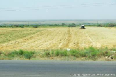 Жители Туркменистана ожидают низкий урожай пшеницы и жалуются на нехватку муки