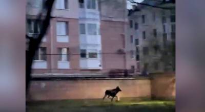 "Не город, а лосиная ферма": в Ярославле засняли бегающее по дороге животное. Видео