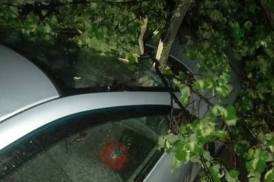В Рязани ветка дерева проткнула лобовое стекло припаркованной машины