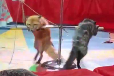 В Госдуме возмутились видео с измученными лисицами в шапито Миасса