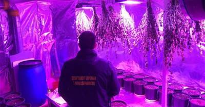 Нарколаборатория в подвале: у жителя Киевщины нашли коноплю на 8 млн гривень (ФОТО, ВИДЕО)