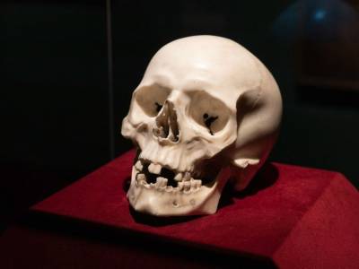 Мраморный череп из немецкого замка оказался подлинной работой Бернини