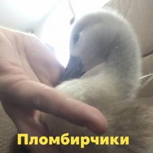 В Запорожской области неизвестные расстреляли лебедей