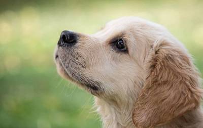 4 главные ошибки при выборе и воспитании собаки