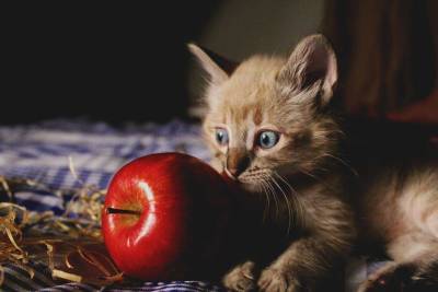 Можно ли кошкам фрукты?