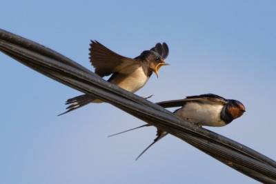 Брянские энергетики установят на ЛЭП устройства для защиты птиц