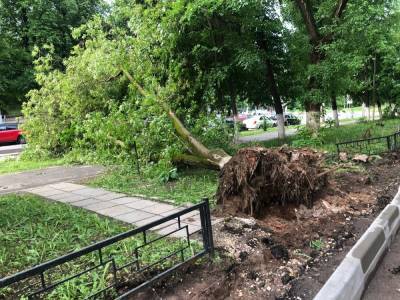 Дерево упало на автомобиль во время благоустройства улицы Ковалихинской