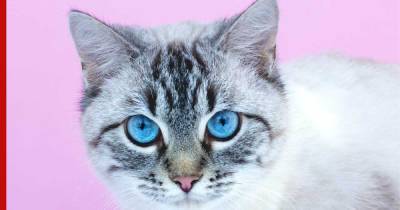 Пронзительный взгляд: почему кошки иногда долго смотрят в глаза хозяина
