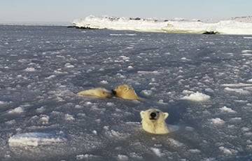 Видеохит: Белые медведи резвятся среди жидкого льда