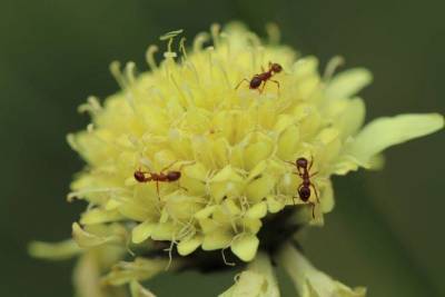 Как избавиться от муравьев на огороде: 5 рекомендаций