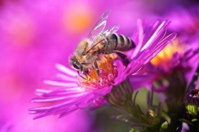 Пчёлы начали строить гнезда полностью из пластиковых отходов