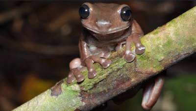 Ученые открыли «шоколадных» лягушек в Новой Гвинее