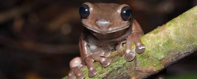 Шоколадная лягушка: Найден новый вид земноводных