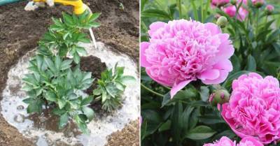 Пионы обожают органические удобрения, обильно цветут в благодарность садовнику