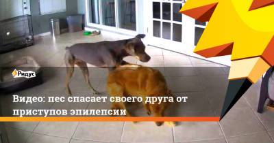 Видео: пес спасает своего друга от приступов эпилепсии